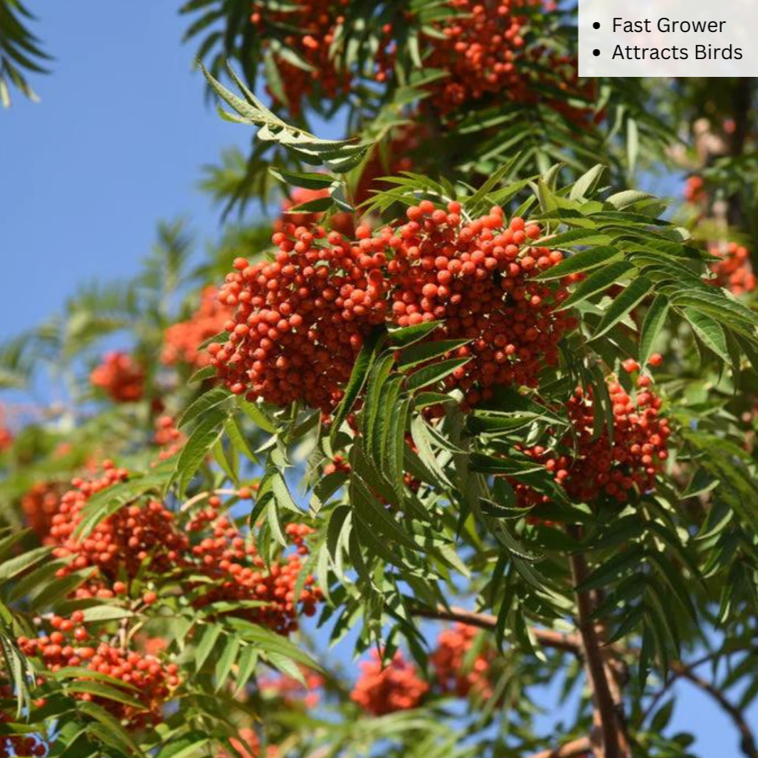 Bare Root - Cardinal Royal® Mountain Ash | Sorbus aucuparia 'Michred'