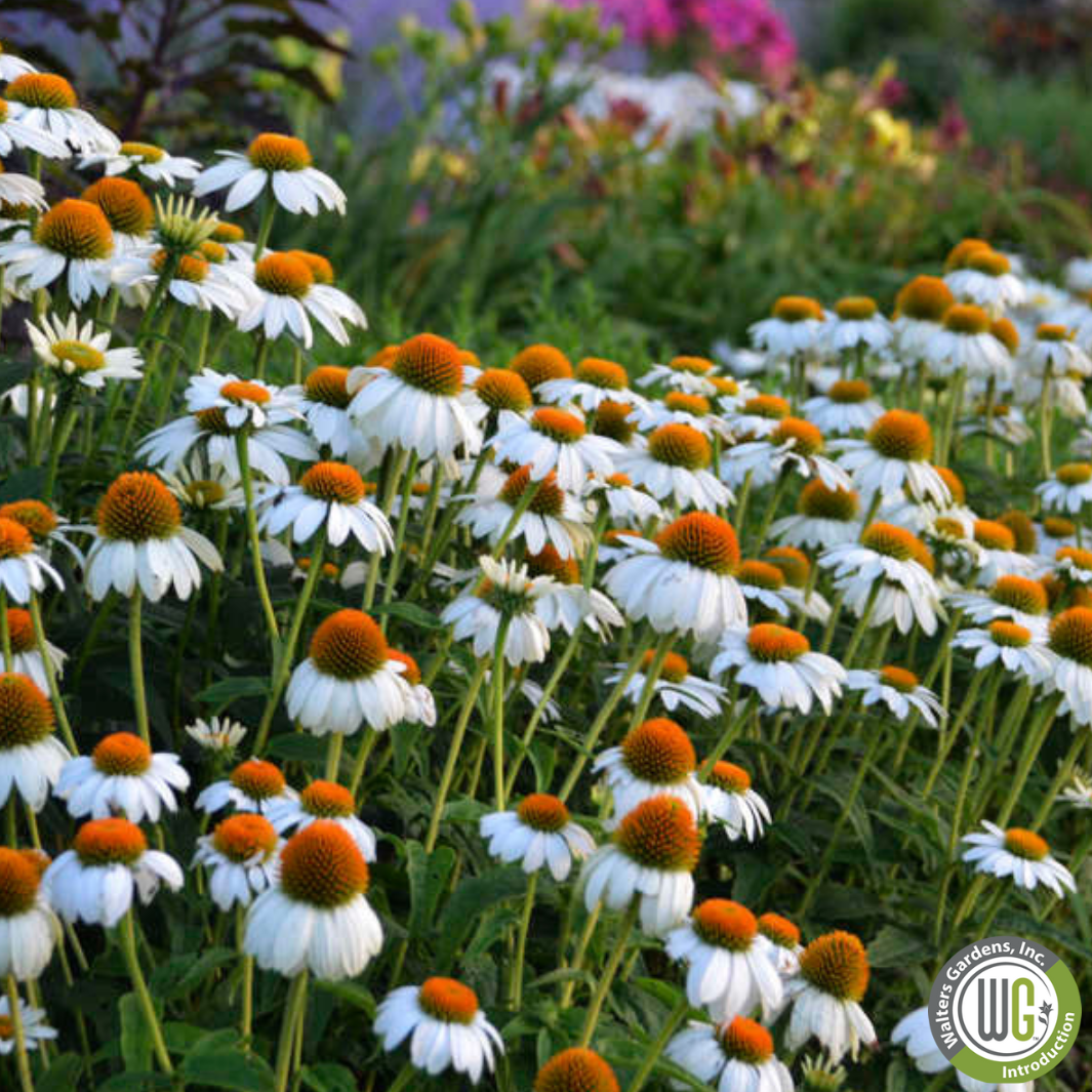 'Pow Wow' White Coneflower | Echinacea purpurea