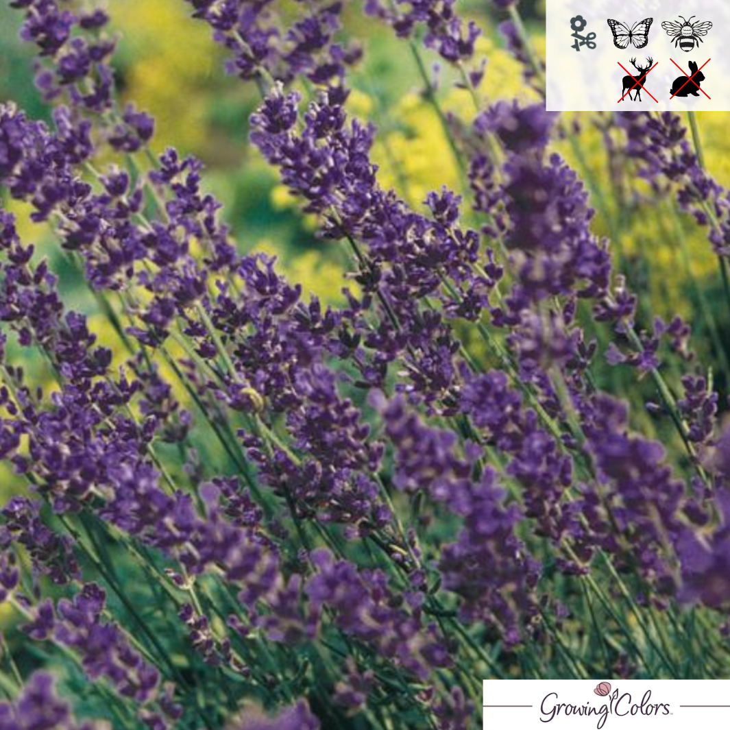 Plug - Munstead English Lavender | Lavandula angustifolia