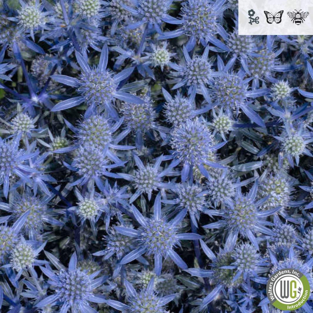 Plug - 'Blue Glitter' Sea Holly | Eryngium 'Blue Glitter'
