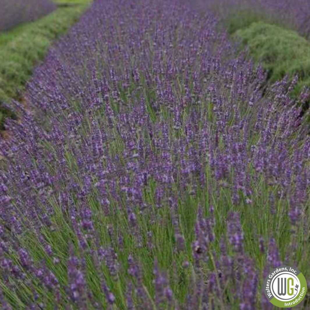 Plug - Phenomenal English Lavender | Lavandula intermedia