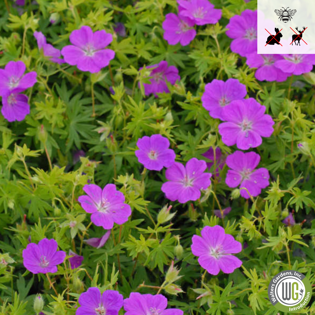 Plug - 'New Hampshire Purple' Hardy Geranium | Geranium sanguineum 'New Hampshire Purple'