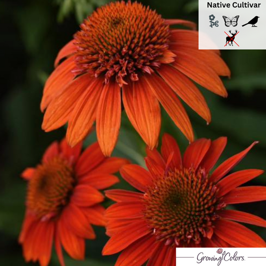Plug - 'Sombrero® Fiesta Orange' Coneflower | Echinacea
