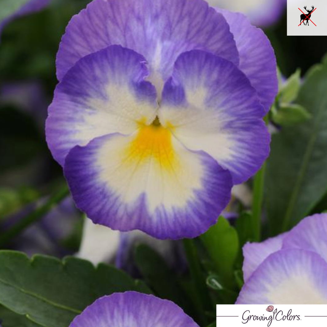 Plug -'Halo Lilac' Violet | Viola cornuta 'Halo Lilac'