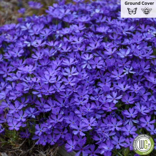 Plug - Violet Pinwheels Creeping Phlox | Hybrid Phlox 'Violet Pinwheels'