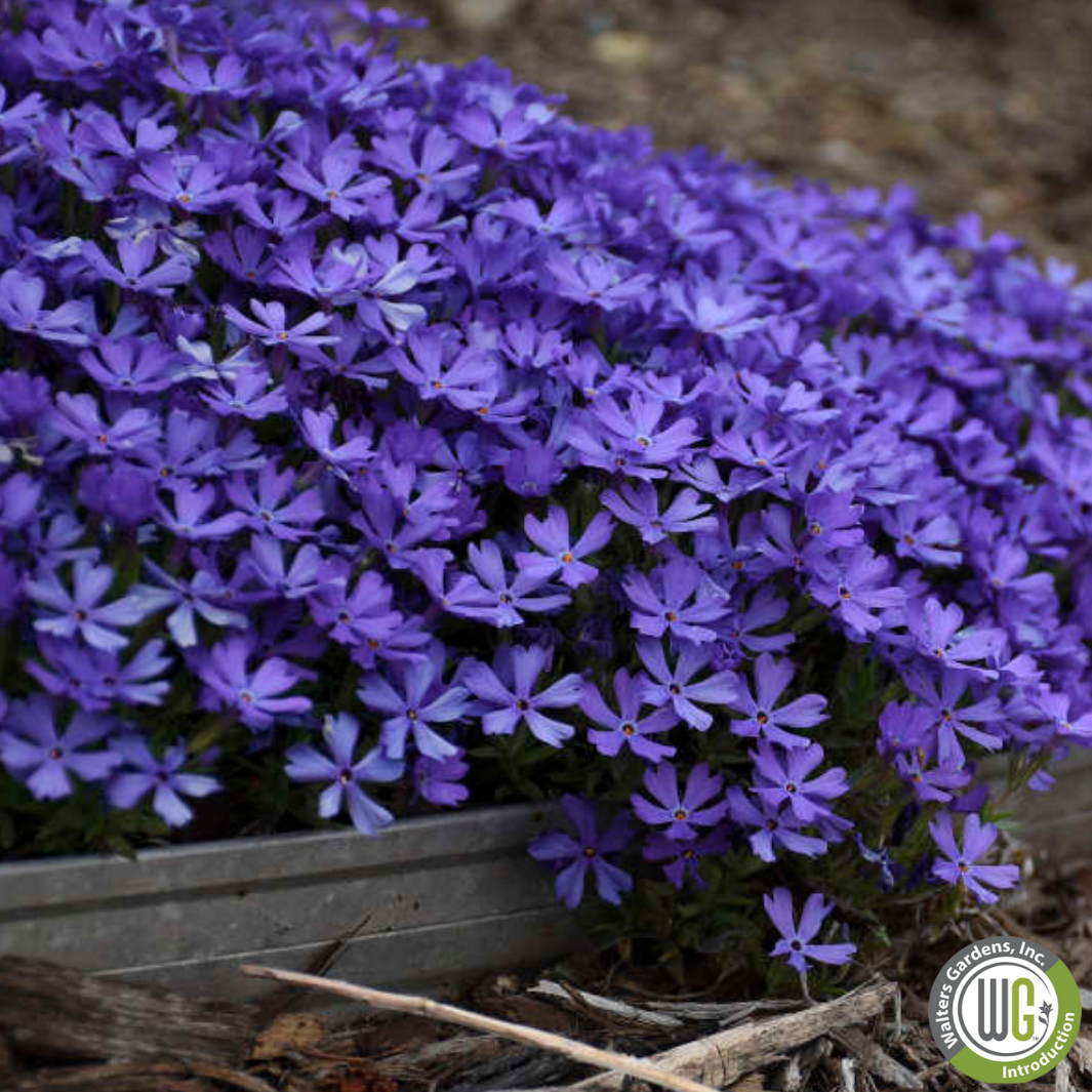 Plug - Violet Pinwheels Creeping Phlox | Hybrid Phlox 'Violet Pinwheels'