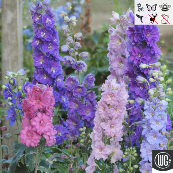 HOLIDAY FLOWER BIG COLLAR MINI ブルー Delphinium New Zealand 'Mini Stars' | Dwarf Hybrid Bee Delphinium