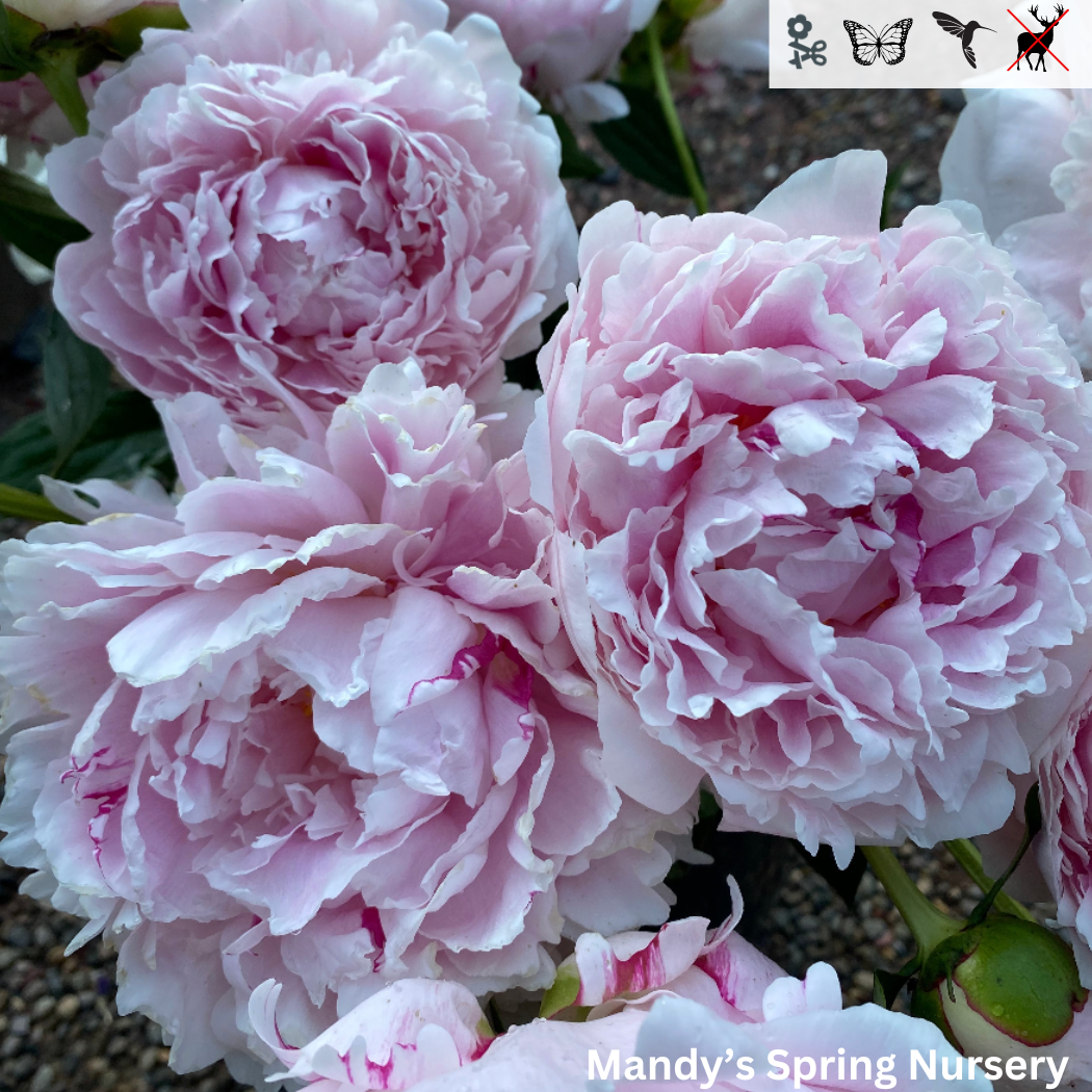 Sarah Bernhardt Peony Paeonia 'Sarah Bernhardt' Mandy Spring Farm