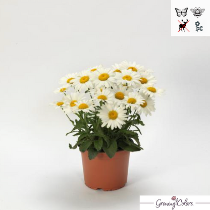 Mandy Raffles Daisy 'White Lion' Shasta Daisy | Leucanthemum superbum 'White Lion' – Mandy ...