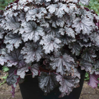 'Prom Dress' Coral Bells | Heuchera