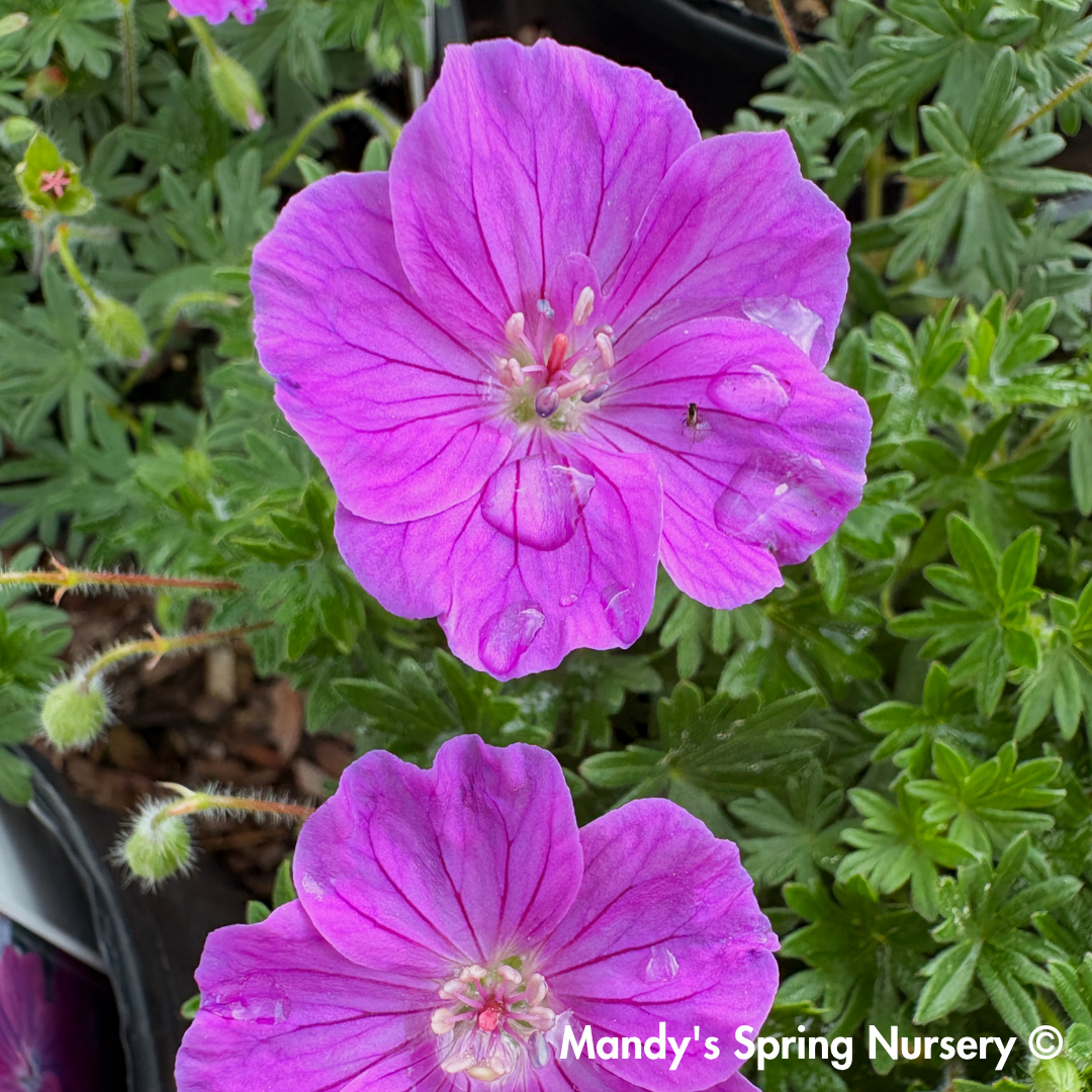 'New Hampshire Purple' Hardy Geranium | Geranium sanguineum – Mandy ...