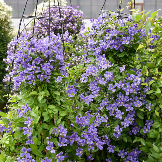 'Rain Dance' Reblooming Bush Clematis