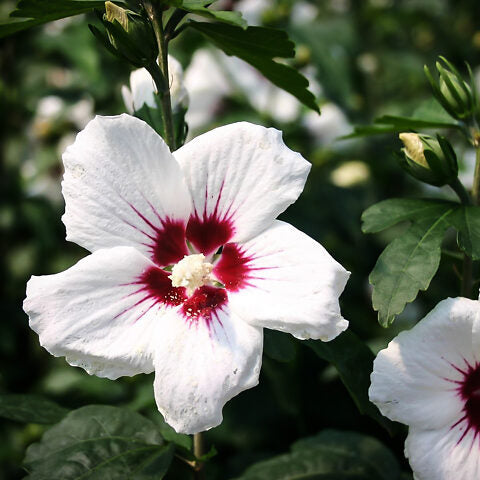 'Red Heart' Rose of Sharon | Hibiscus syriacus
