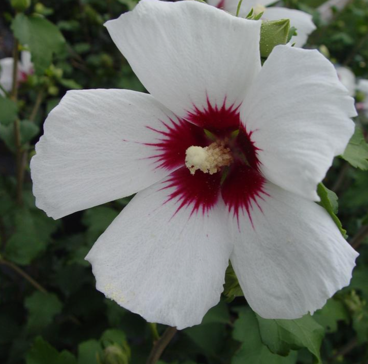 'Red Heart' Rose of Sharon Tree | Hibiscus syriacus