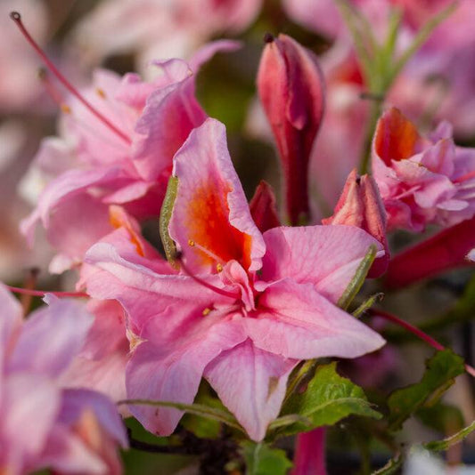 Electric Lights™ Double Pink Azalea