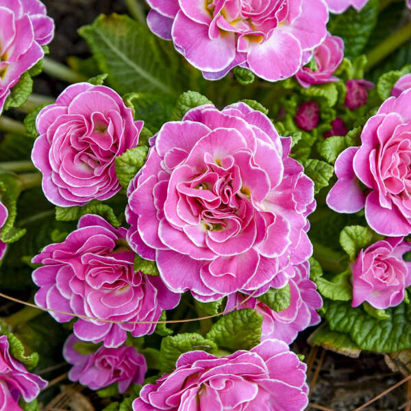'Rosalina' Primrose | Primula vulgaris