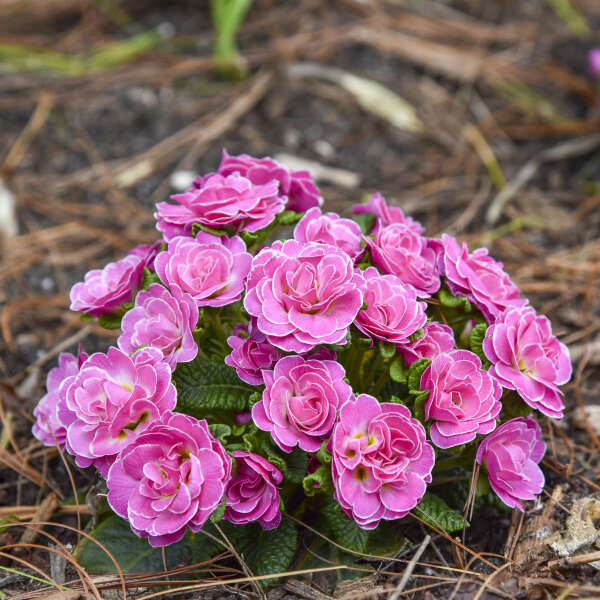 'Rosalina' Primrose | Primula vulgaris