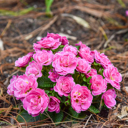 'Rosalina' Primrose | Primula vulgaris