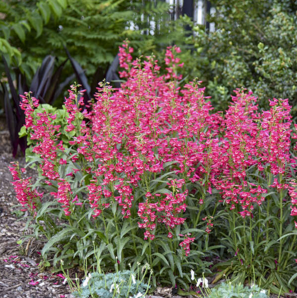 'Rose Rhinestones' Bearded Penstemon | Penstemon barbatus