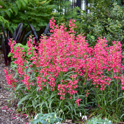 'Rose Rhinestones' Bearded Penstemon | Penstemon barbatus