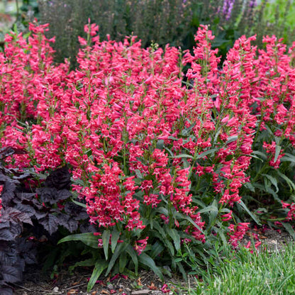 'Rose Rhinestones' Bearded Penstemon | Penstemon barbatus