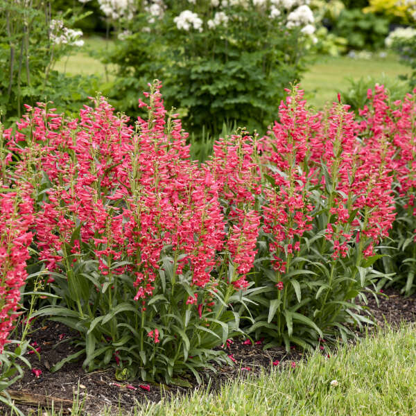 'Rose Rhinestones' Bearded Penstemon | Penstemon barbatus