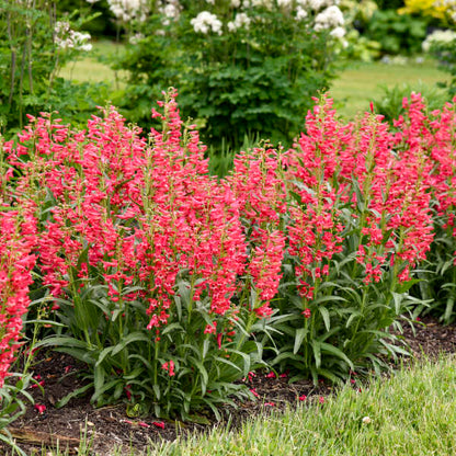 'Rose Rhinestones' Bearded Penstemon | Penstemon barbatus