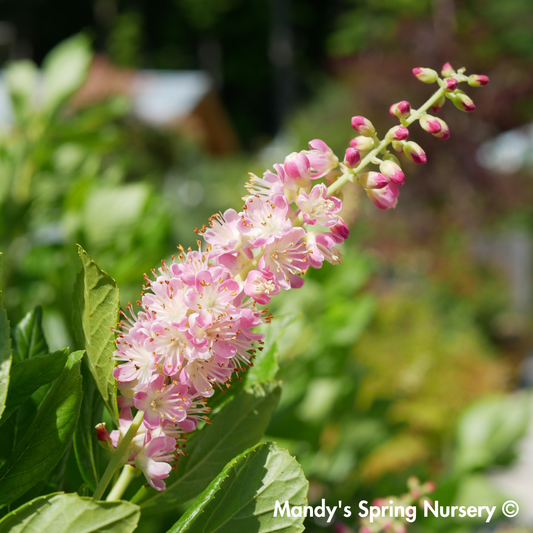 Ruby Spice Summersweet | Clethra alnifolia