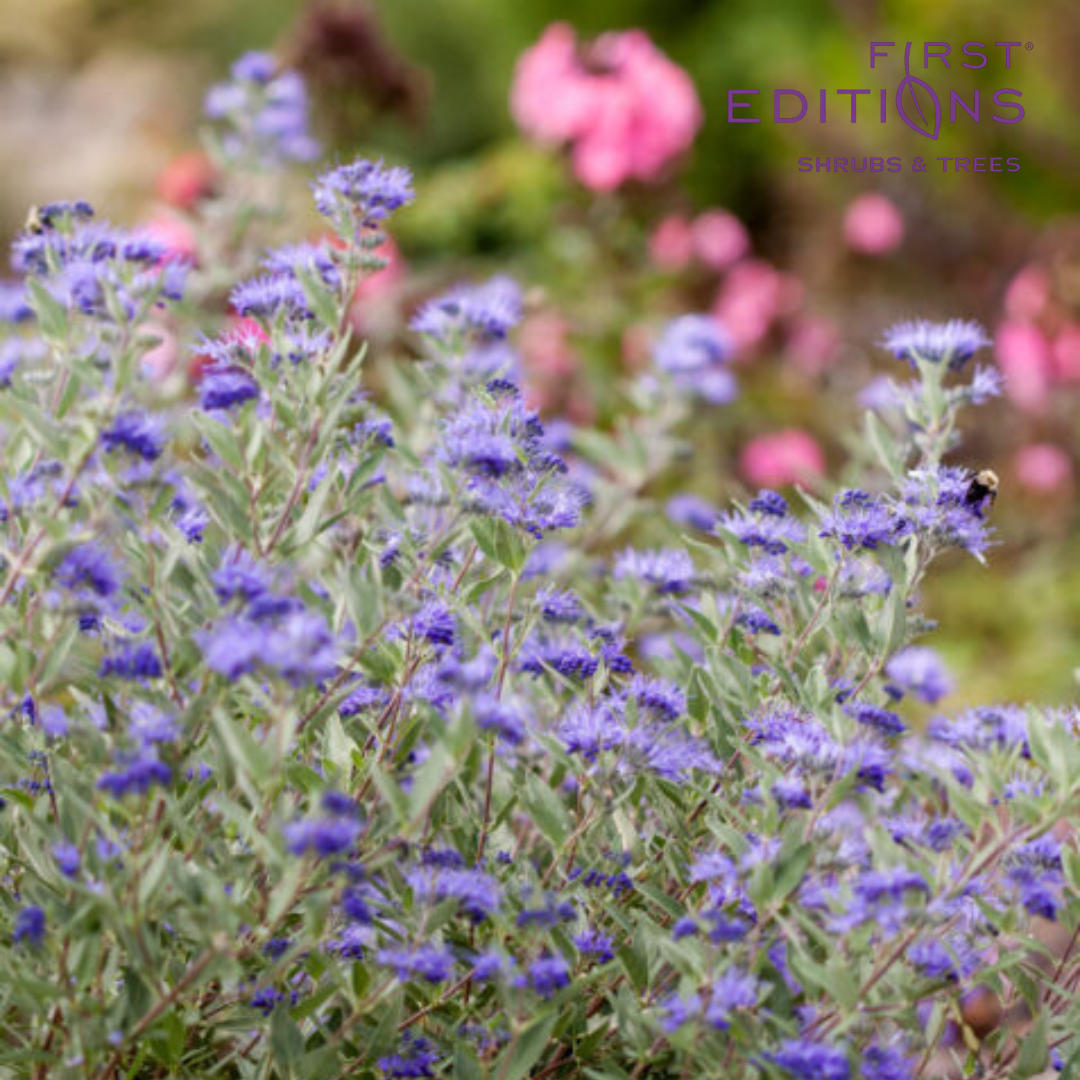 Sapphire Surf™ Bluebeard | Caryopteris x clandonensis 'Blauer Splatz'
