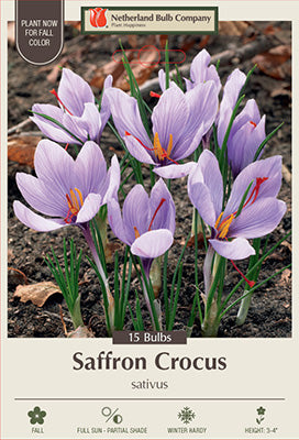 Saffron Crocus - 12 Bulbs