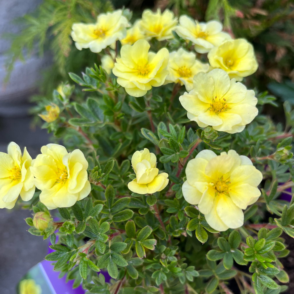 Lemon Meringue Potentilla | Potentilla fruticosa – Mandy Spring Farm ...