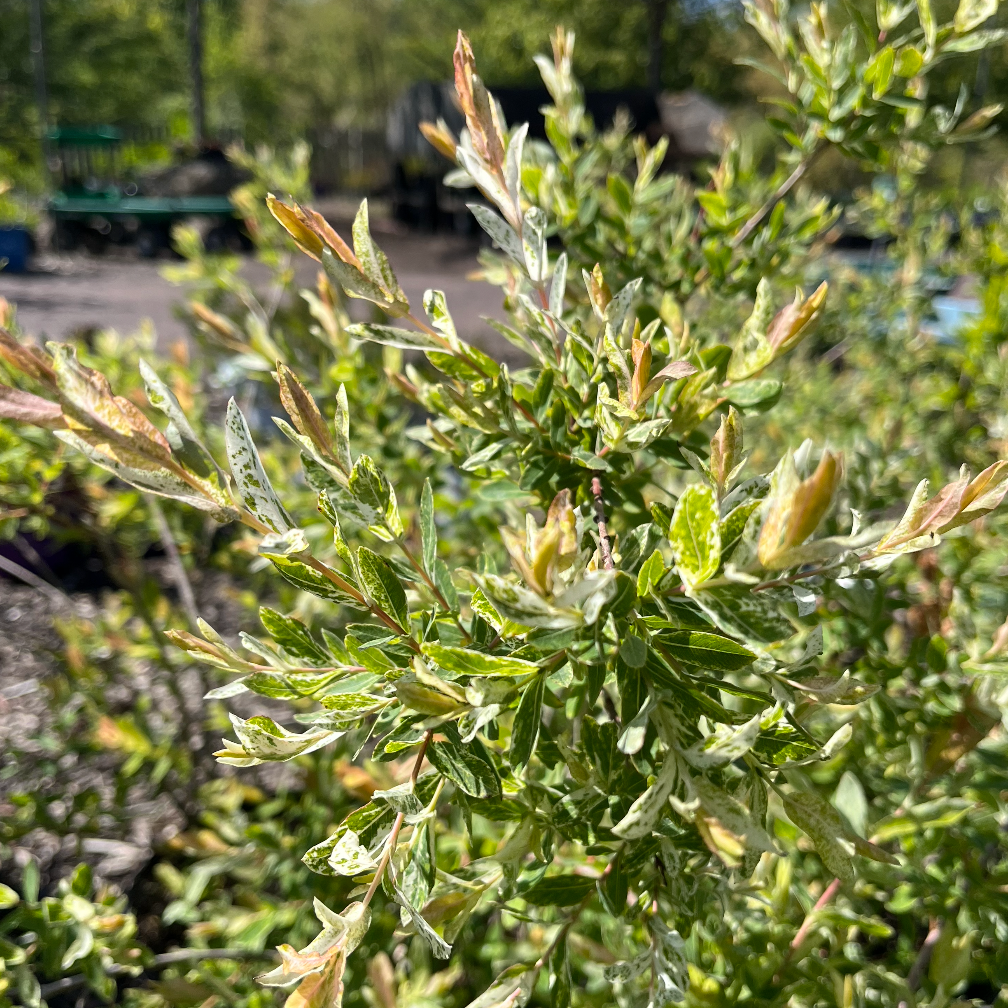 Hakura Nishiki Willow  | Salix integra