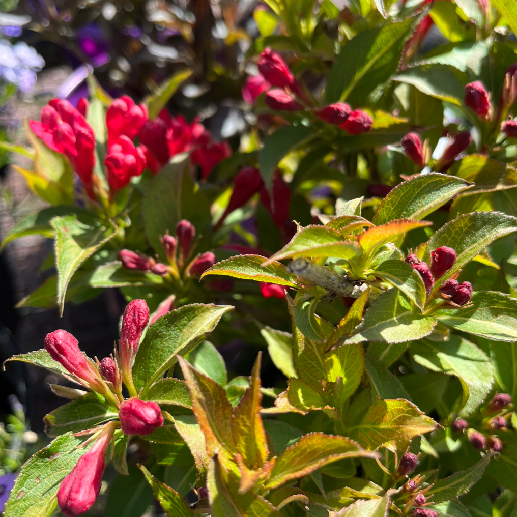 'Crimson Kisses' Weigela – Mandy Spring Farm Nursery, Inc.