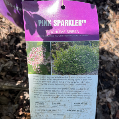 Pink Sparkler Birchleaf Spirea | Spiraea betulifolia