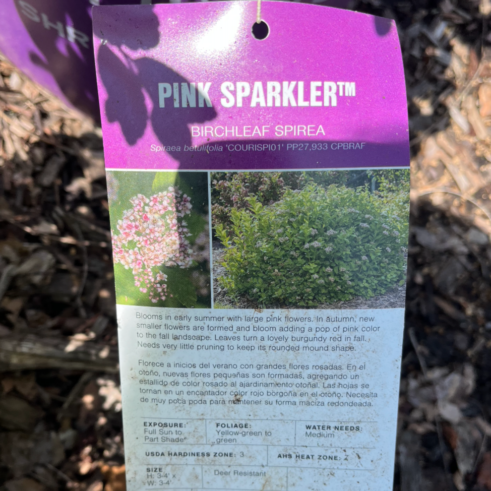 Pink Sparkler Birchleaf Spirea | Spiraea betulifolia