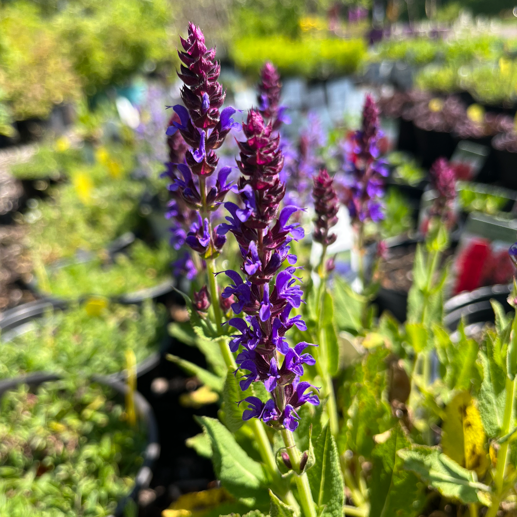 'Violet Riot' Garden Sage | Salvia nemerosa