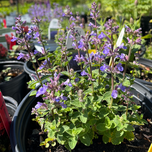 Cats Pajamas Catmint | Nepeta
