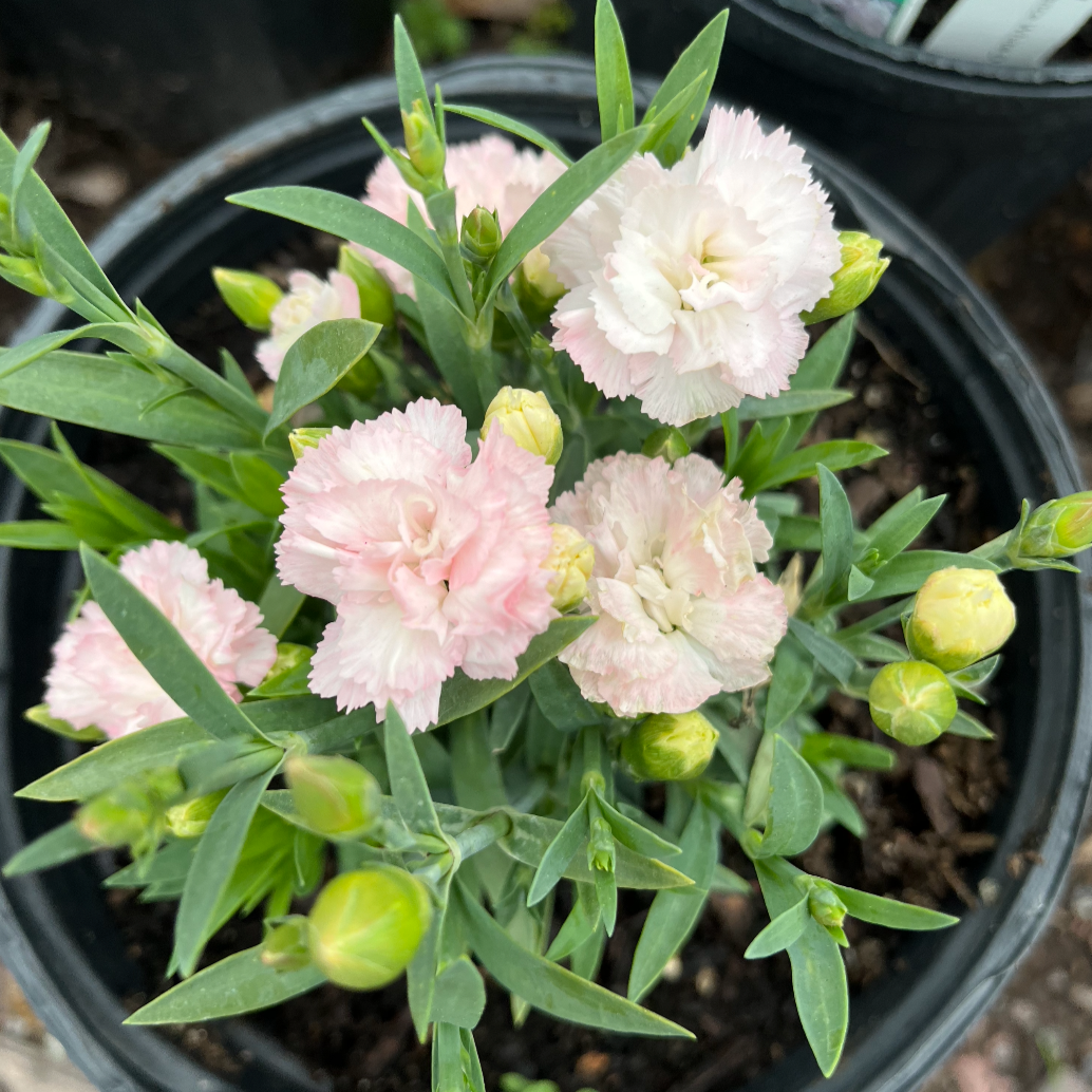 Constant Cadence White Dianthus