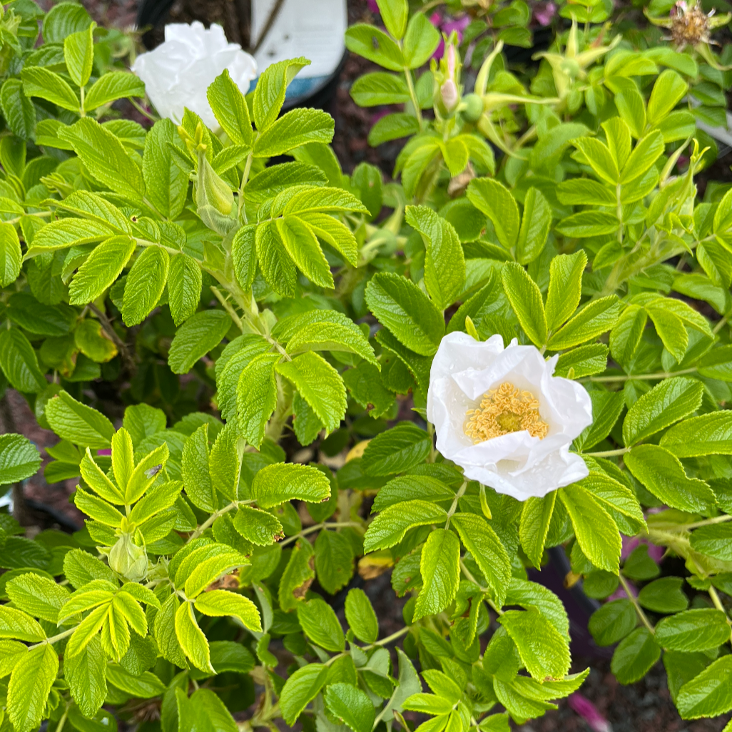 White Rugosa Rose | Rosa rugosa – Mandy Spring Farm Nursery, Inc.