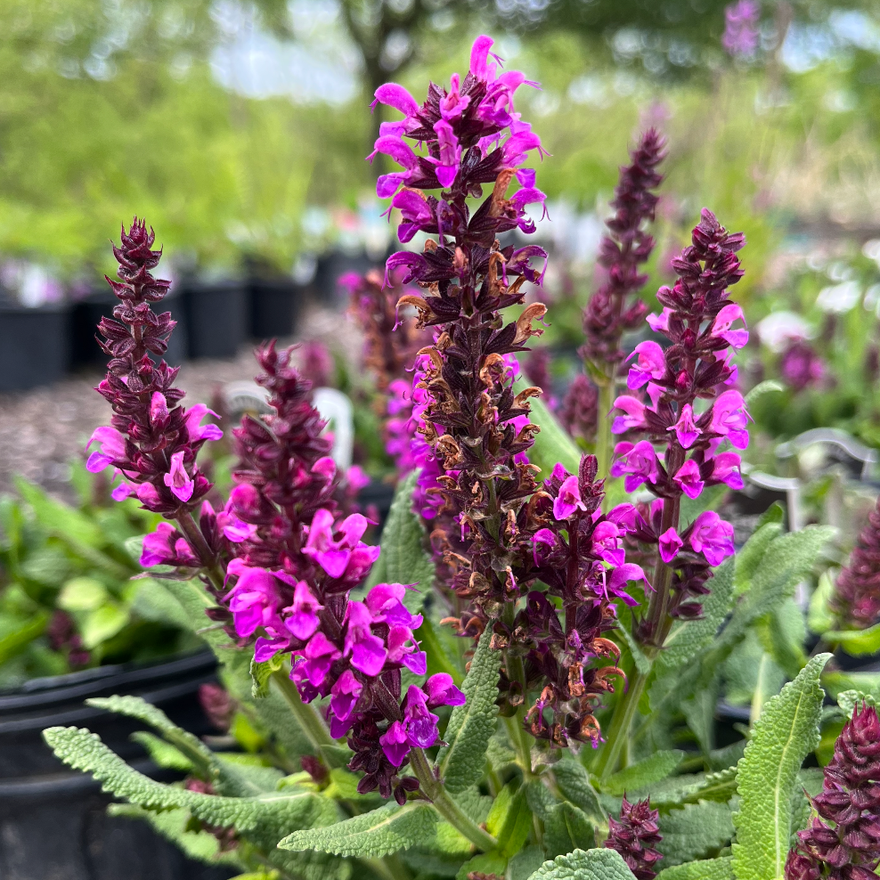 Bumbleberry Salvia | Salvia nemorosa – Mandy Spring Farm Nursery, Inc.