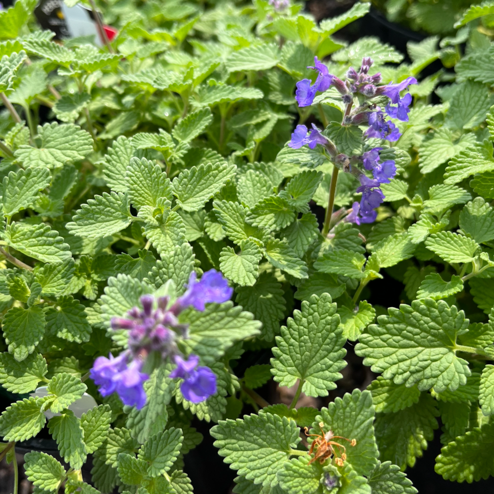 Little Titch Catmint | Nepeta