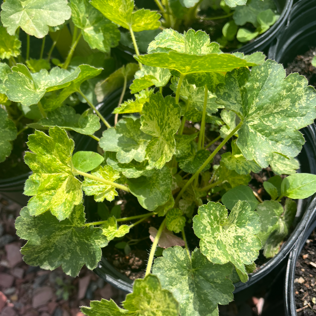 Hercules Coral Bells |  Heuchera