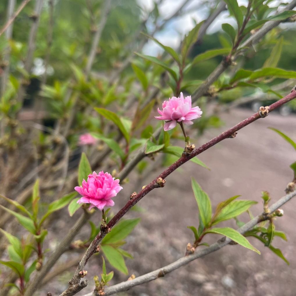 Pink Flowering Almond | Prunus glandulosa