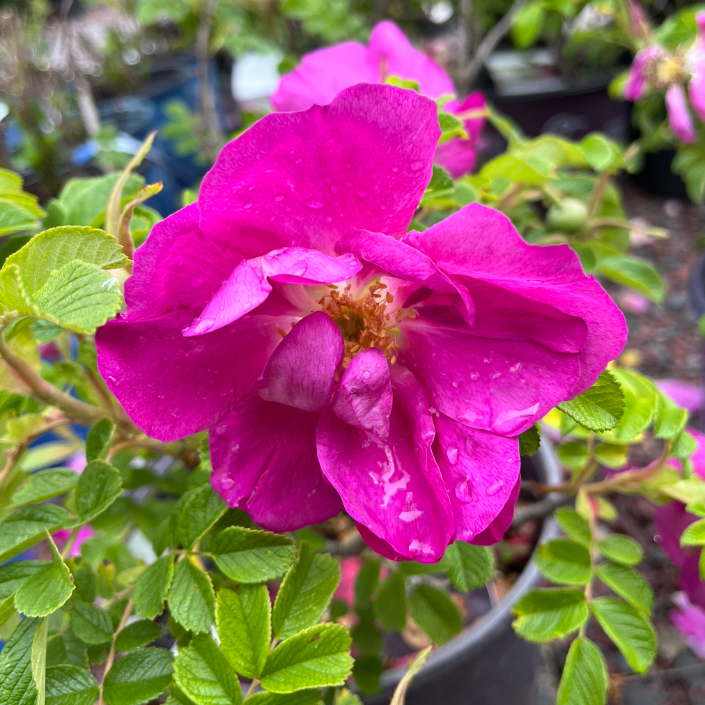 Rosa Rugosa Bush