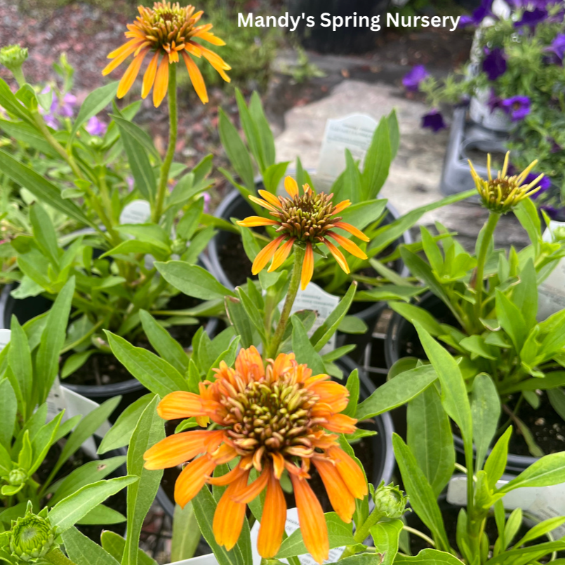 Marmalade Coneflower | Echinacea purpurea