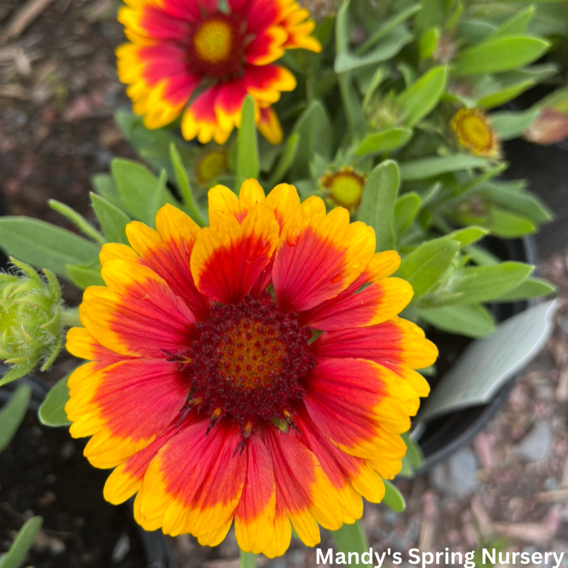 Arizona Sun Blanket Flower | Gaillardia aristata