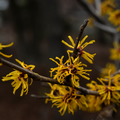 Witch Hazel | Hamamelis