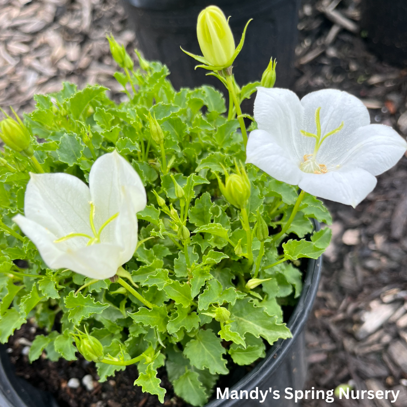 Sentimental White Balloon Flower Platycodon grandiflorus Mandy Spring Farm Nursery, Inc.