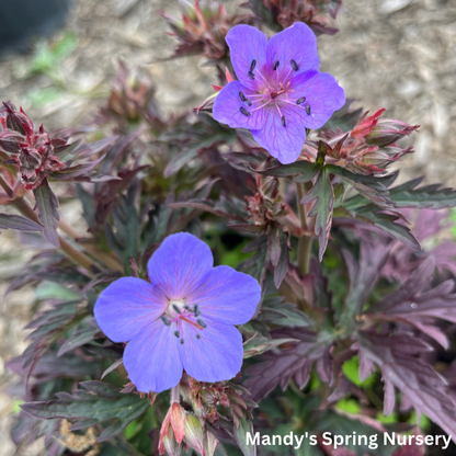 Dark Reiter Meadow Cranesbill Geranium | Geranium pratense