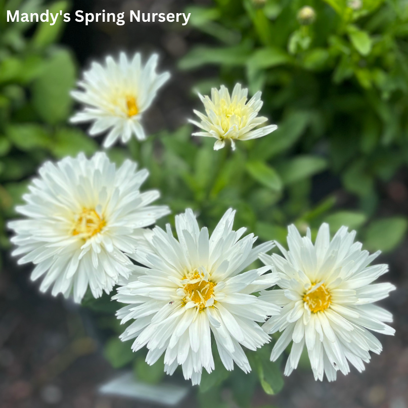 Mandy Raffles Daisy ‘Crazy Daisy’ Shasta Daisy | Leucanthemum x superbum 'Mt. Hood' – Mandy ...